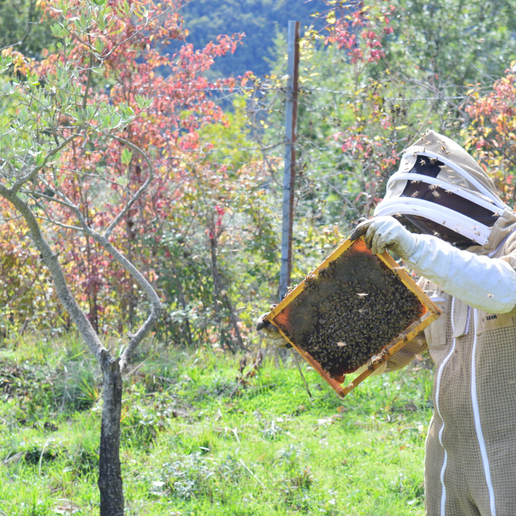 Molinari Natura Apicoltura Italiana