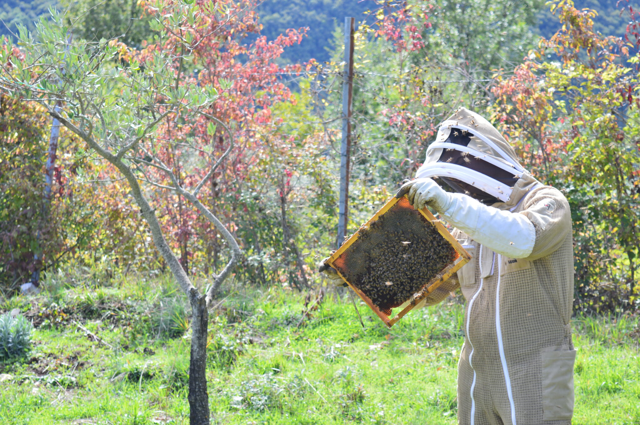 Molinari Natura Apicoltura Italiana
