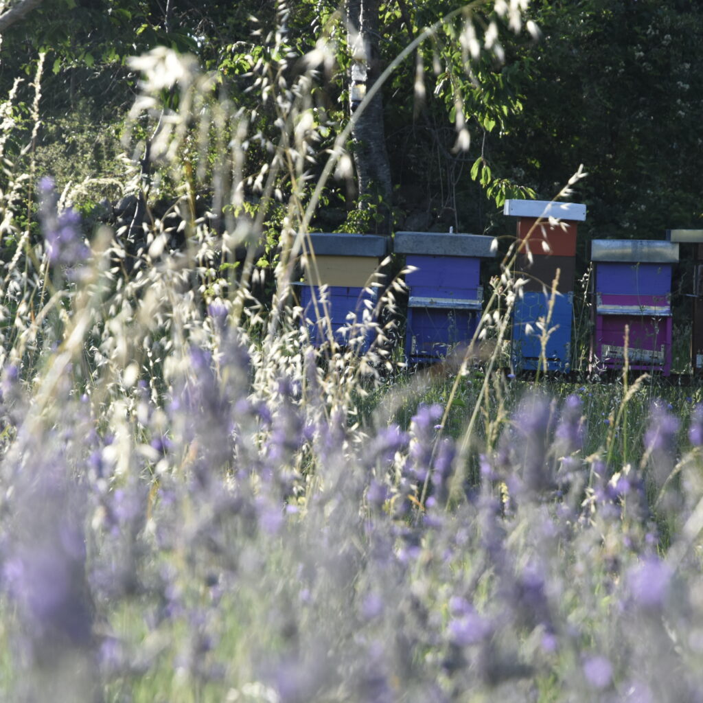Miele millefiori lavanda Jenne Parco Naturale Regionale Monti Simbruini