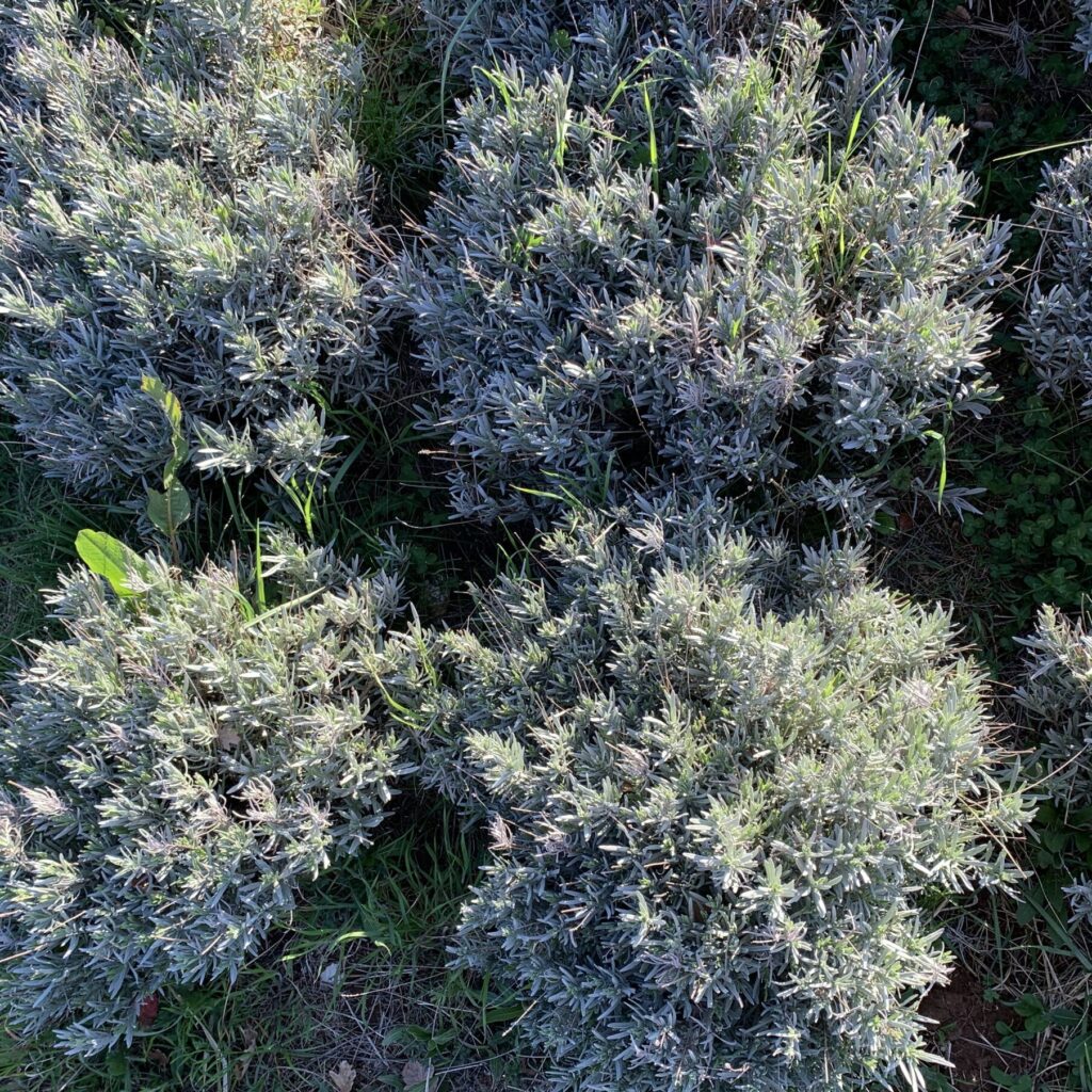 Miele millefiori con note di lavanda nel campo di Molinari Natura