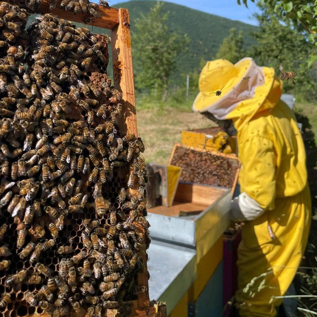 Miele millefiori controllo api e apiario